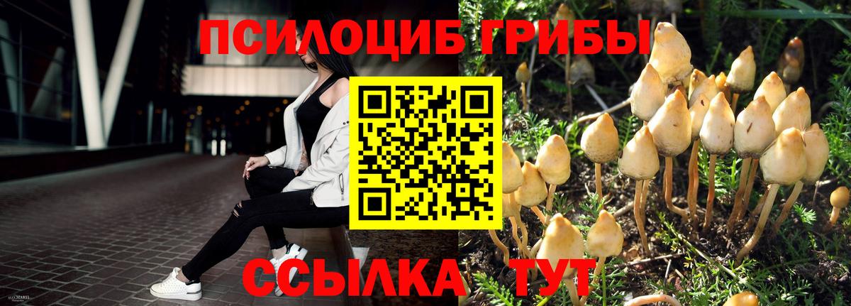 Галлюциногенные грибы Psilocybine cubensis Омск